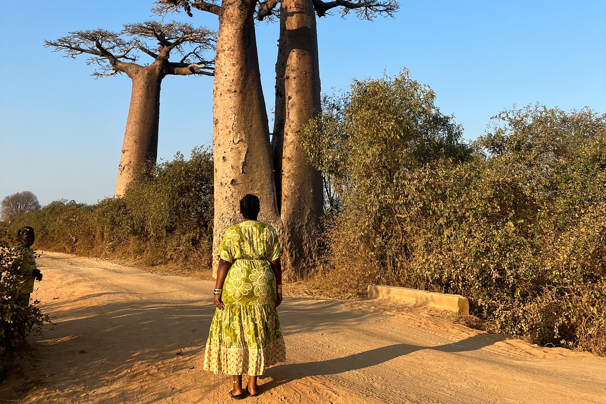 Traveller beneath the Avenue of the Baobabs